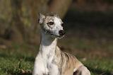 WHIPPET 413